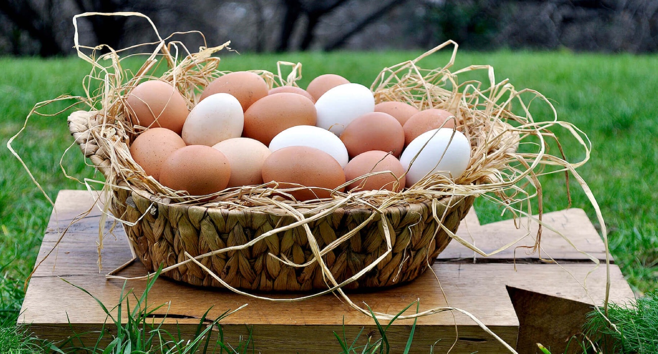 Organik Yumurta Nedir? Nasıl Anlaşılır?