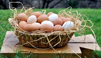 Organik Yumurta Nedir? Nasıl Anlaşılır?